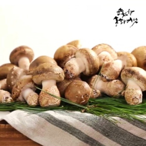 [순천향농원]  무농약 송화버섯 1kg 🟠전라남도 몸에좋은버섯 맛나는 생버섯 쫄깃한식감 웰빙식품 송고버섯