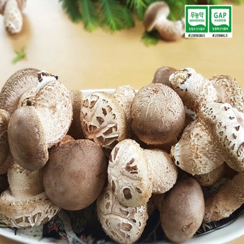 [세자매꿈농원] 용인 친환경 무농약 송화버섯 1kg 🟠몸에좋은버섯 맛나는 생버섯 쫄깃한식감 웰빙식품 송고버섯